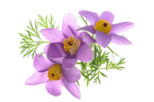 Violet flowers — Stock Photo, Image