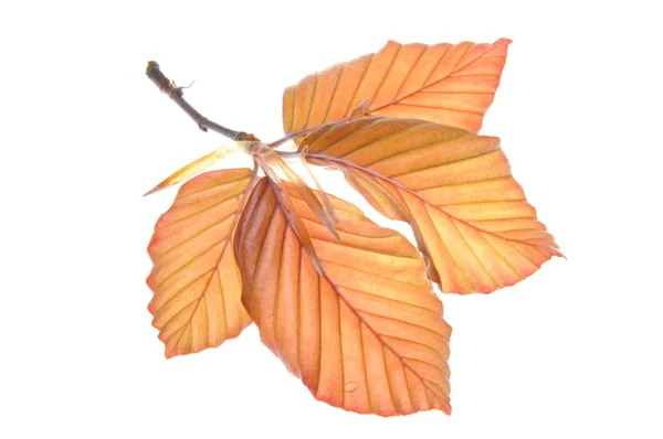 Young beech ranting — Stok Foto