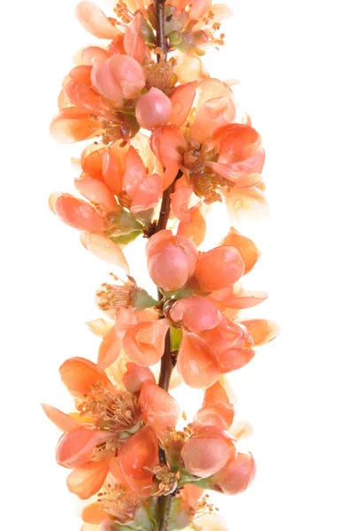 Kvist med rosa blommor — Stockfoto