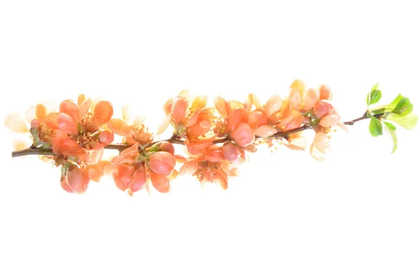 Twig met roze bloemen — Stockfoto