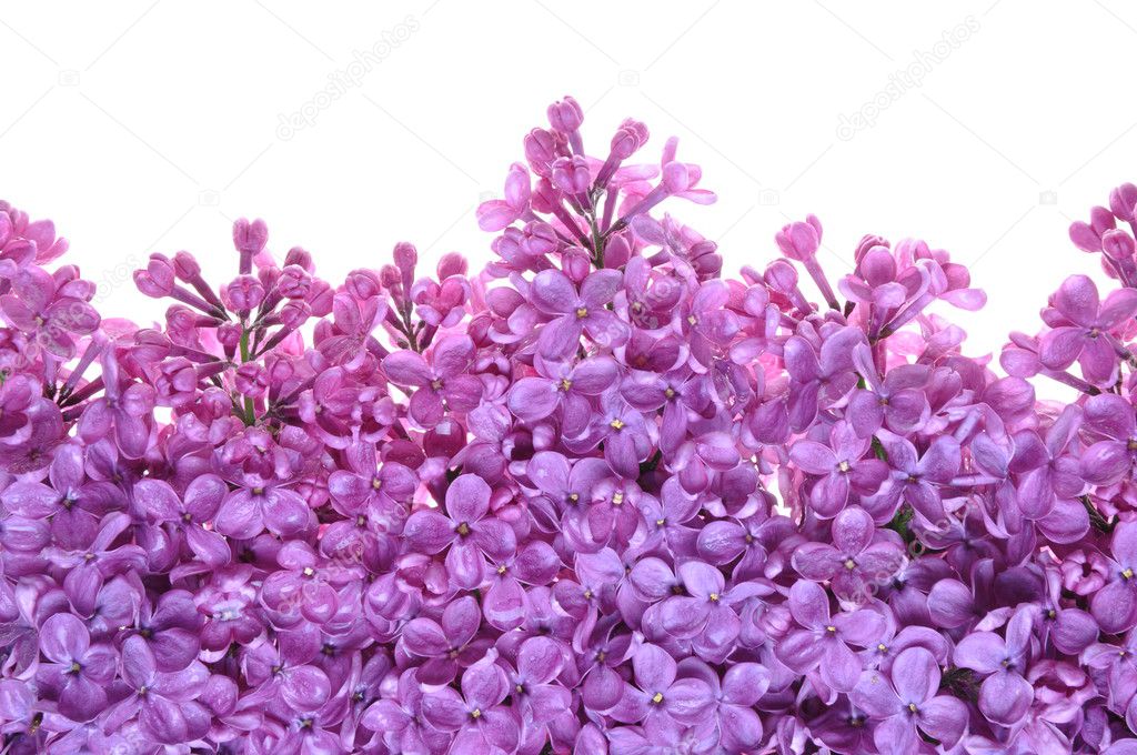 Flower of purple lilac