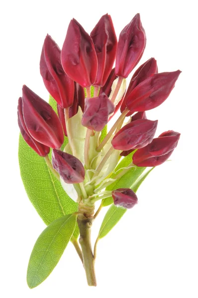 Onontwikkelde rhododendron bloem — Stockfoto