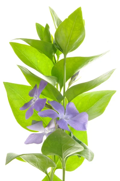 Foglie verdi e fiore viola — Foto Stock
