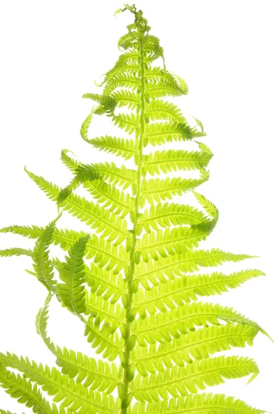 Fern leaf — Stock Photo, Image