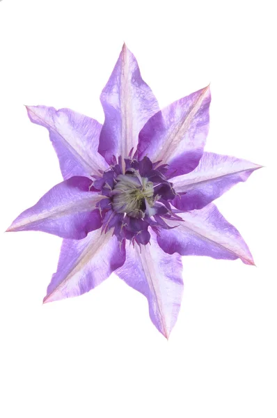 Clematis purple flower — Stock Photo, Image