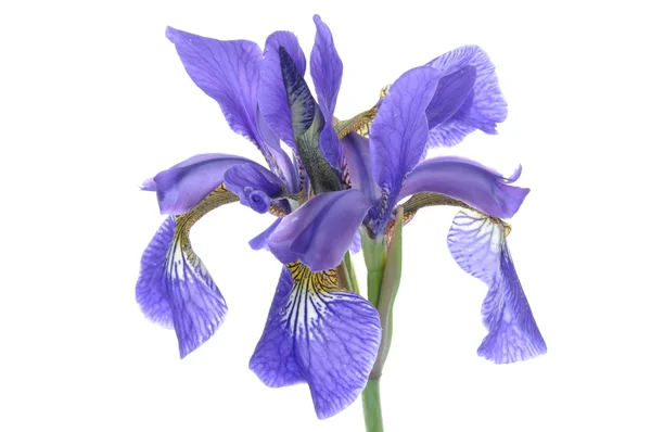 Blue iris flower isolated — Stock Photo, Image