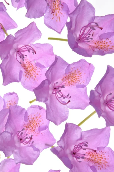 Composizione di petali di fiori di rododendro viola — Foto Stock