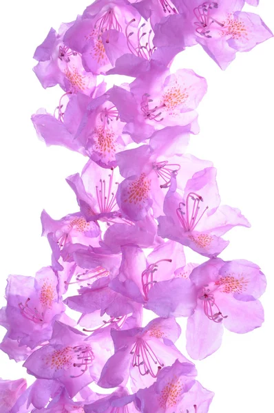 Composition of purple rhododendron flower petals — Stock Photo, Image