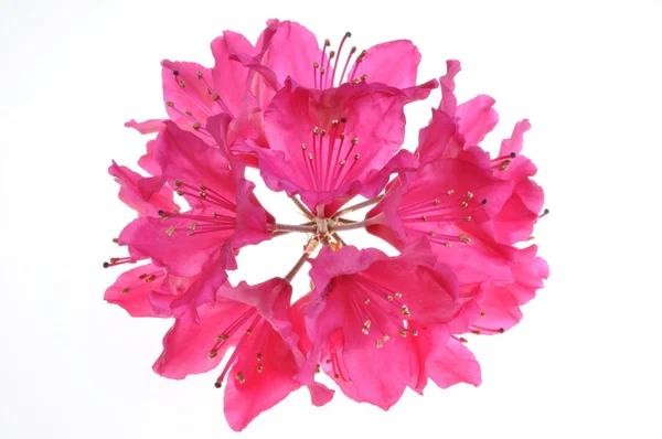 Rhododendron květ — Stockfoto