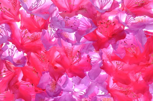 Pétalos de rododendro —  Fotos de Stock