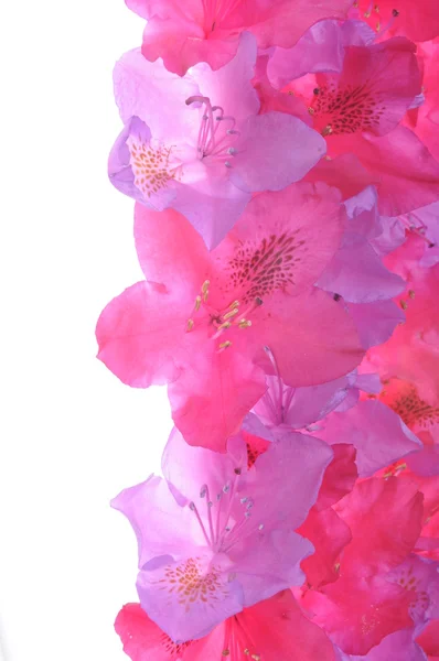 Rhododendron kronblad — Stockfoto