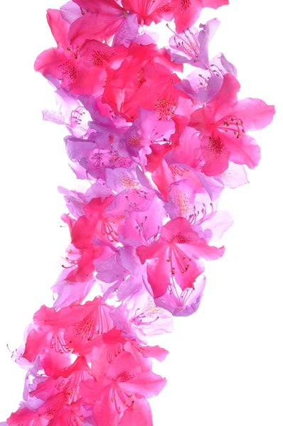 Rhododendron petals — Stock Photo, Image