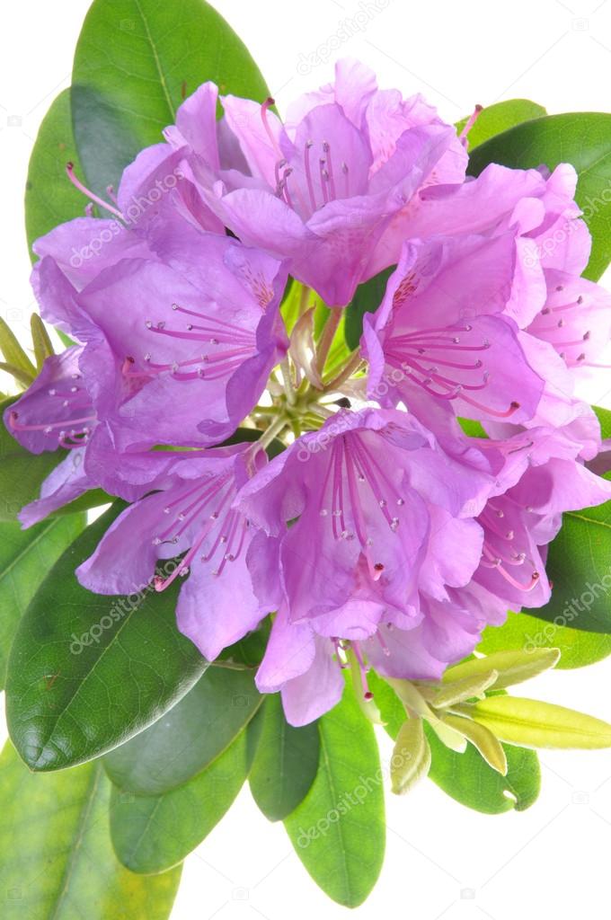 Purple rhododendron flower with leaves