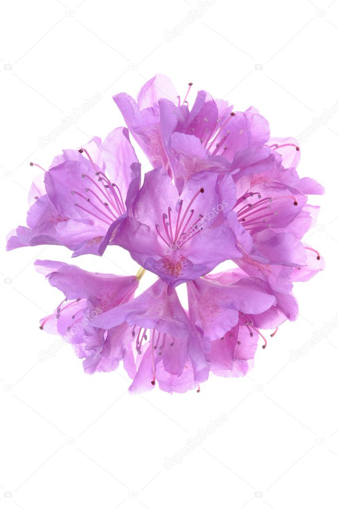 Purple rhododendron flower