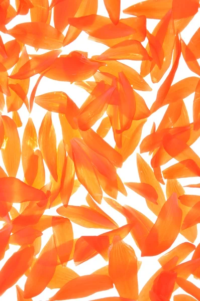 Orange begonia petals — Stock Photo, Image