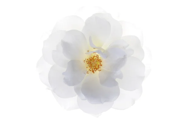 Cap de trandafir alb cu frunze — Fotografie, imagine de stoc