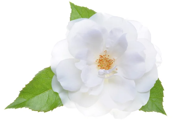 흰색 장미 머리와 함께 단풍 — 스톡 사진