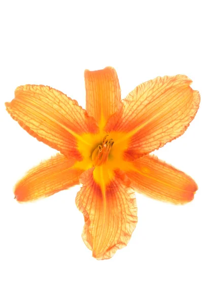 Cabeza de flor de lirio naranja — Foto de Stock