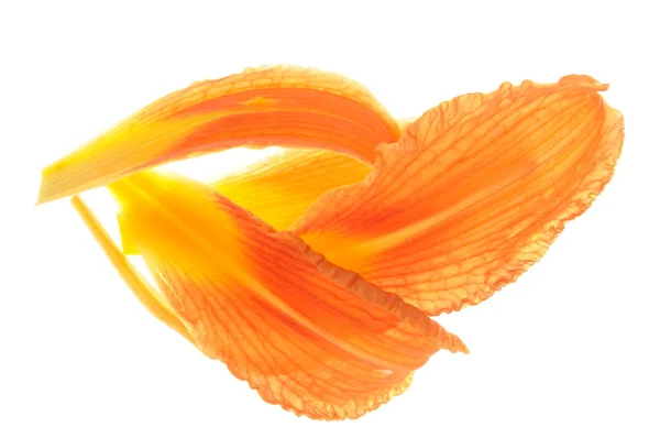 Лепестки Лили — стоковое фото