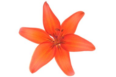 Kırmızı Zambak çiçeği kafa