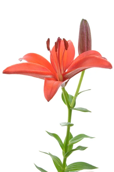 Red lily flower — Stock Photo, Image