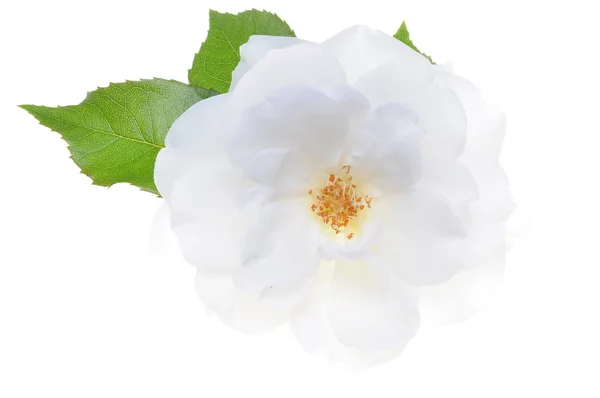 흰색 장미 머리와 함께 단풍 — 스톡 사진