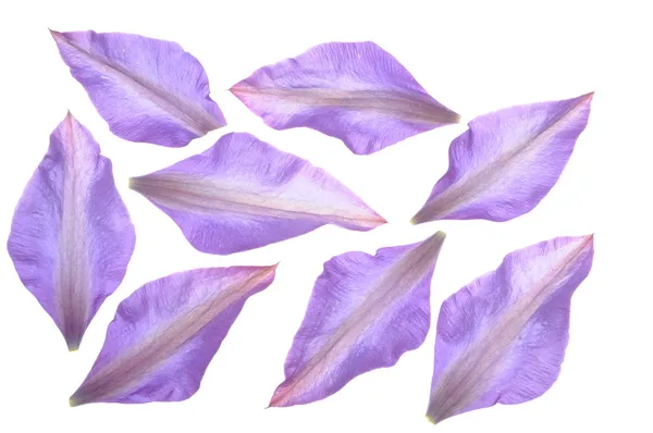 Skupina lístků clematis květina — Stock fotografie