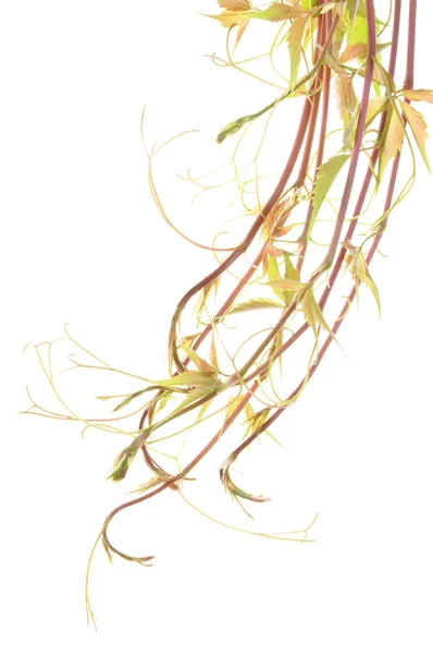 Ветки виноградной лозы — стоковое фото