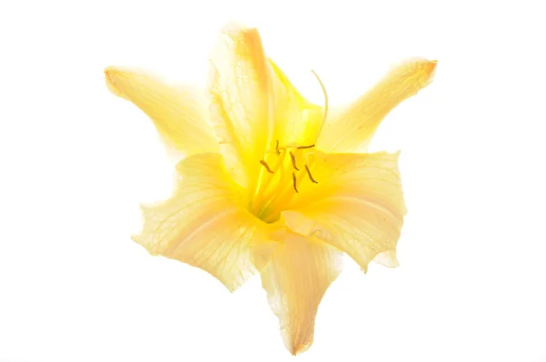 Flor de cabeza de lirio amarillo — Foto de Stock