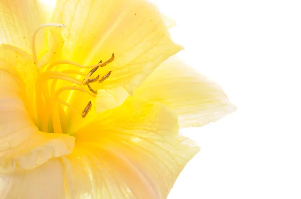 Yellow lily head flower — Stock Photo, Image