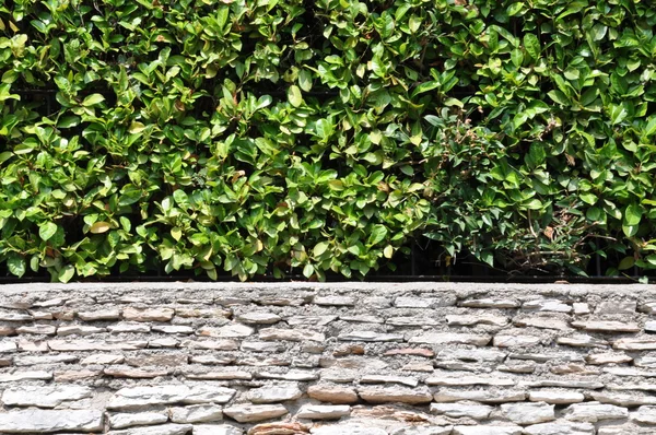 Muur met groene Hagen — Stockfoto