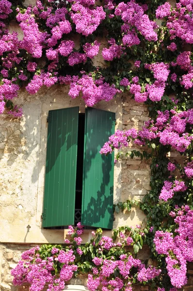 Paarse bloem op de muur — Stockfoto