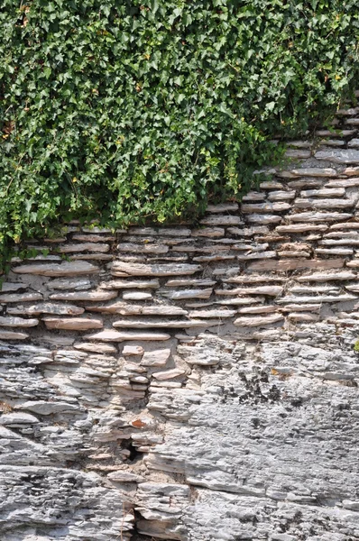 緑の生け垣で石の壁 — ストック写真