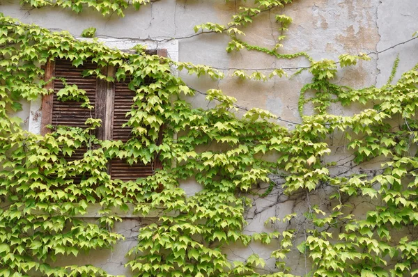 Wand mit Fenster mit Wein überwachsen — Stockfoto