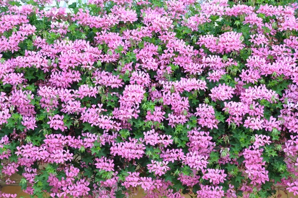 Стена заросла фиолетовыми цветами — стоковое фото