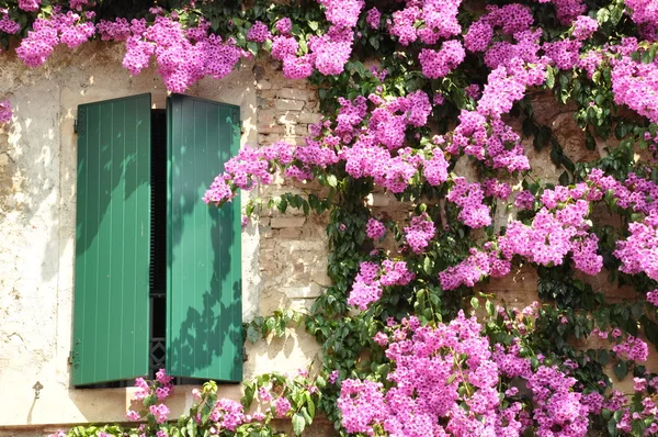 Paarse bloem op het gebouw — Stockfoto