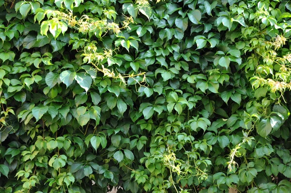 Green ivy — Stock Photo, Image