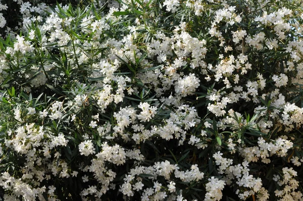 Flor blanca —  Fotos de Stock