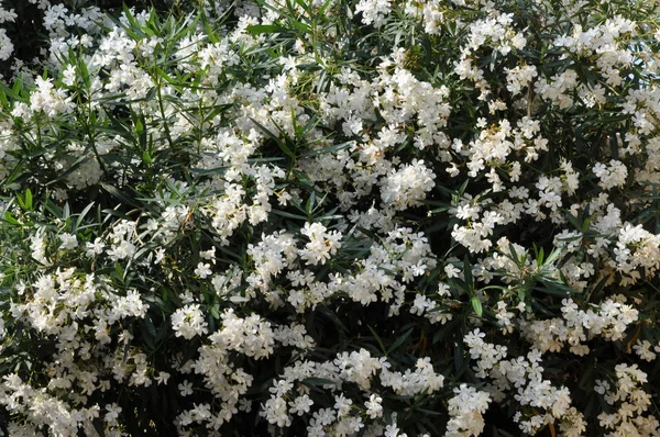 Flor blanca — Foto de Stock