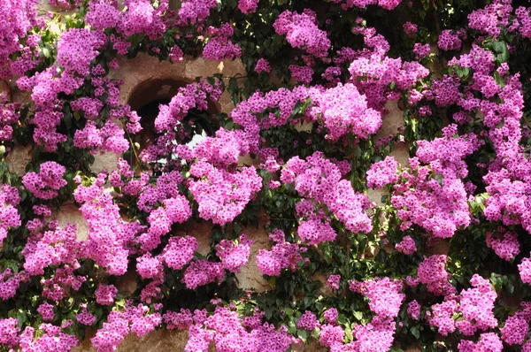 Пурпурный цветочный плющ — стоковое фото
