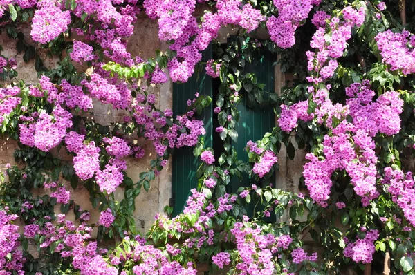 Fioletowy kwiat na budynku — Zdjęcie stockowe