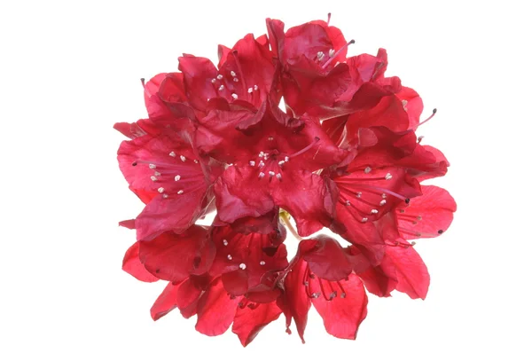 Red rhododendron flower — Stock Photo, Image