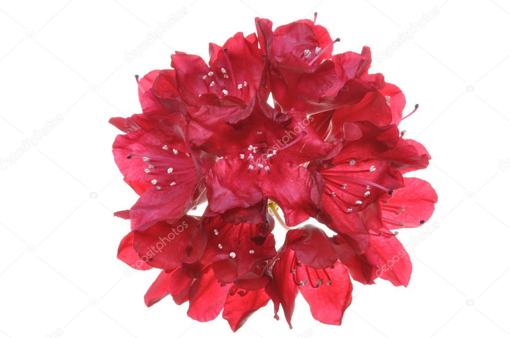 Red rhododendron flower