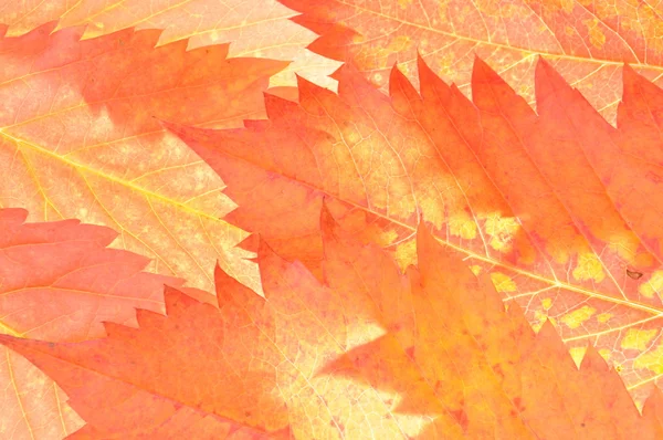 Оранжевые осенние листья — стоковое фото
