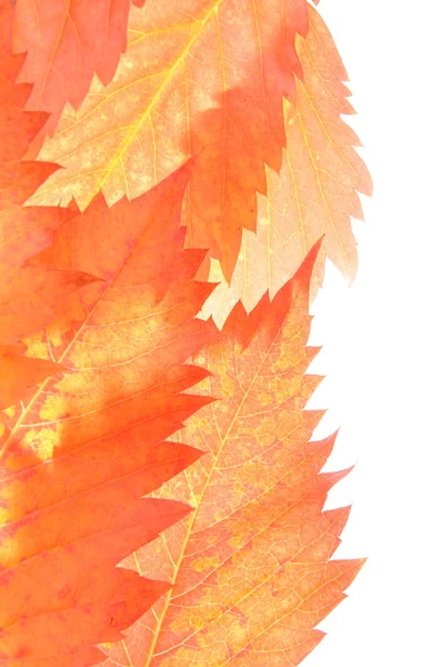 Orange autumn leaves — Stock Photo, Image