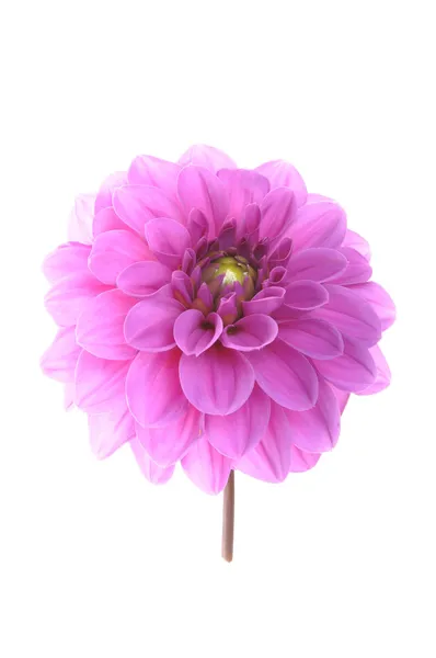 Rosa Blütendalia — Stockfoto