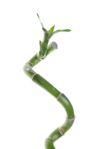 Bamboo stem with leaf — Stock Photo, Image