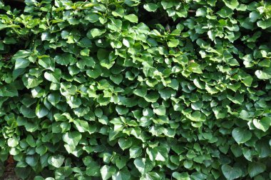 Duvardaki yeşil sarmaşık