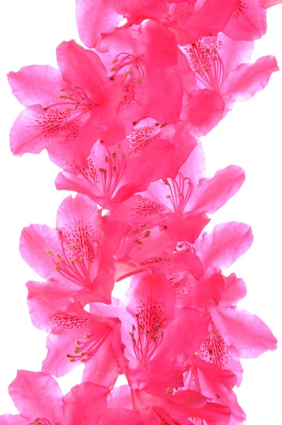 Rhododendron lístků — Stock fotografie