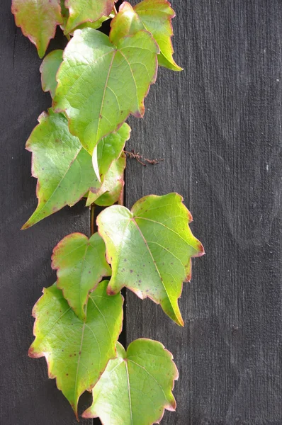 Ivy branch on a wooden fence — Stock Photo, Image